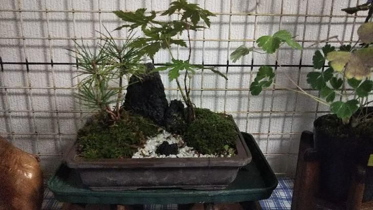 盆栽