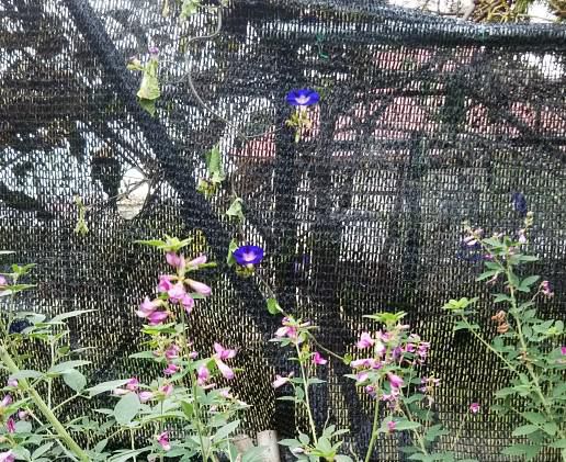 庭の花