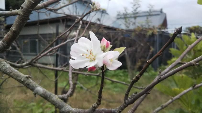 林檎の花