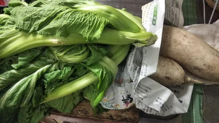 高菜にダイコン
