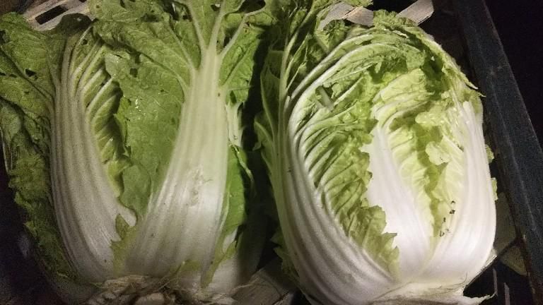 白菜