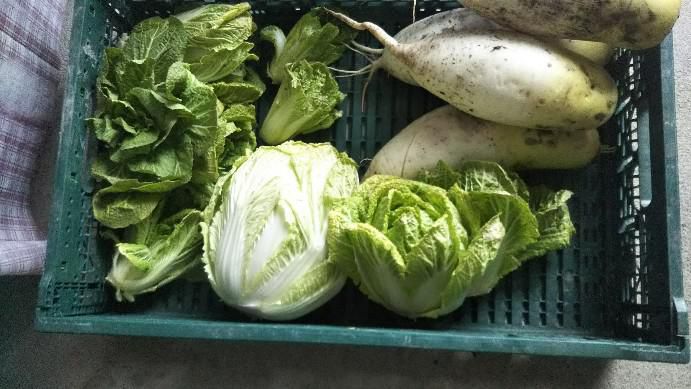 越冬野菜