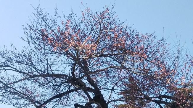 上杉神社の桜