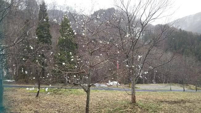 天元台高原湯元の春