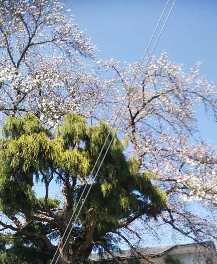 米沢市内のサクラ
