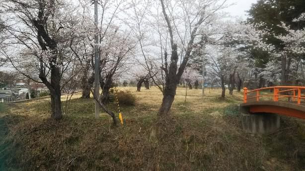 原田城のサクラ