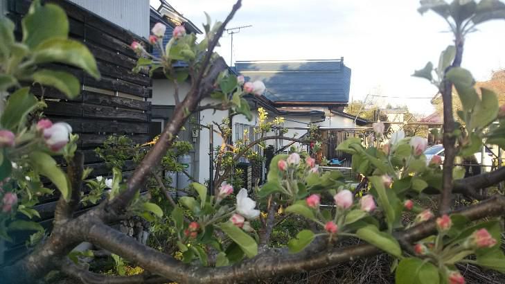 リンゴの花