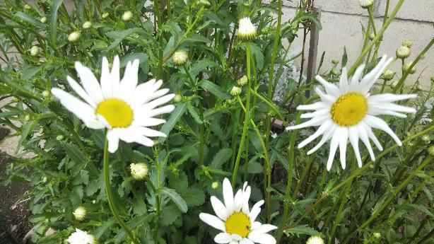 マーガレットの花