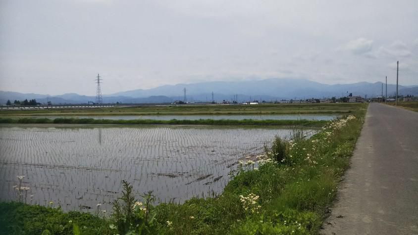 田植えが終わり