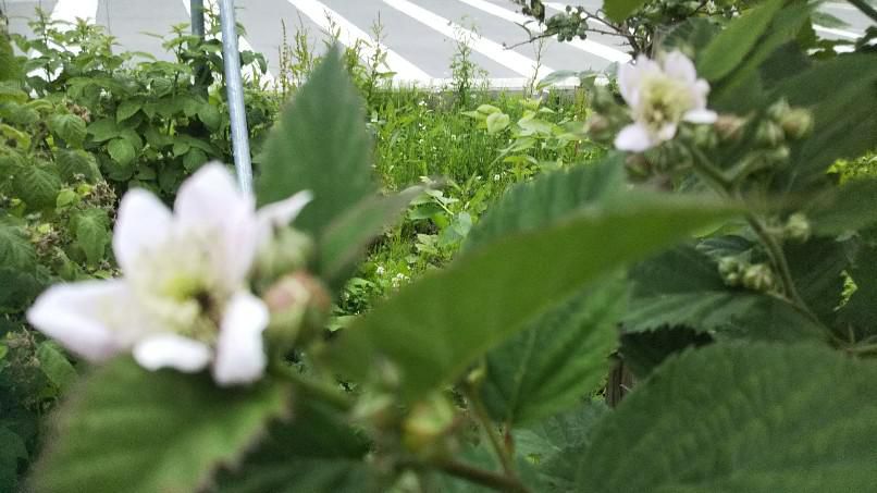 ブラックベリーの花