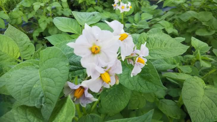 じゃが芋のはな