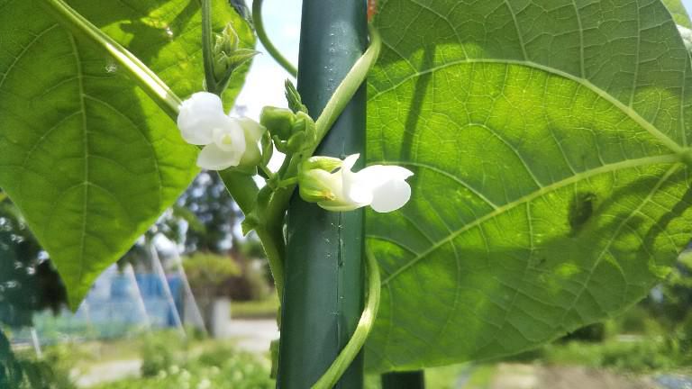 いんげんの花