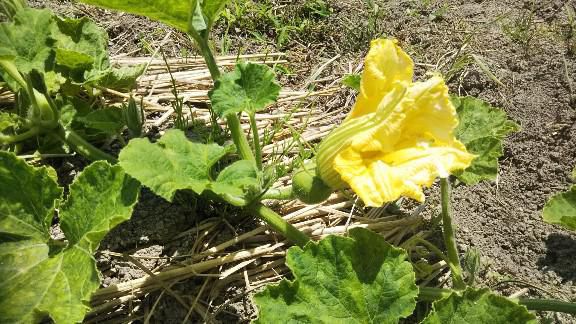 カボチャの花
