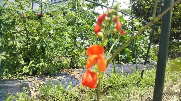 花豆の花