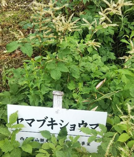 ヤマブキショウマ
