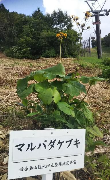 マルバダケブキ