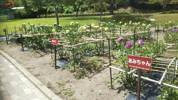川西町ダリヤ園