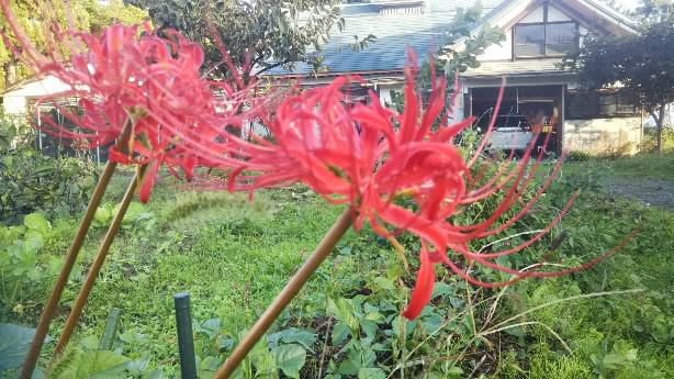 曼珠沙華