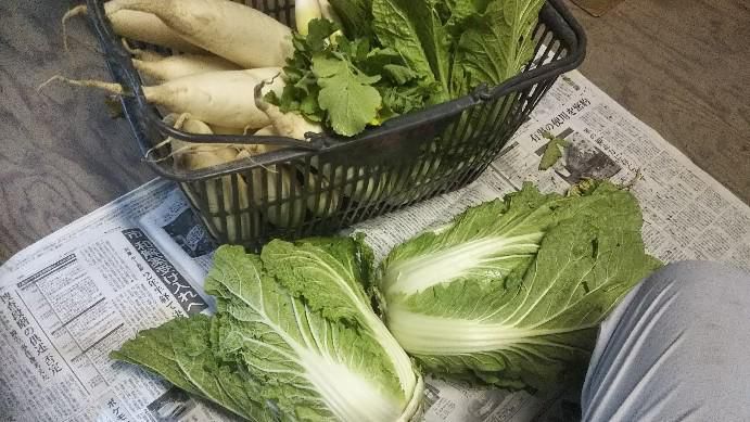 白菜・大根