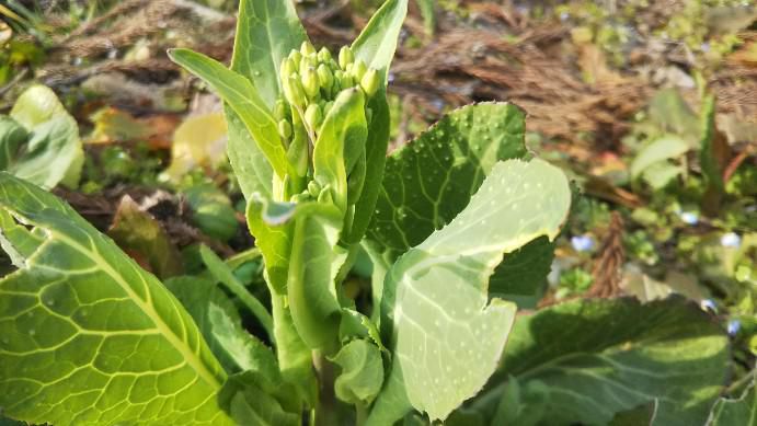 茎たち菜