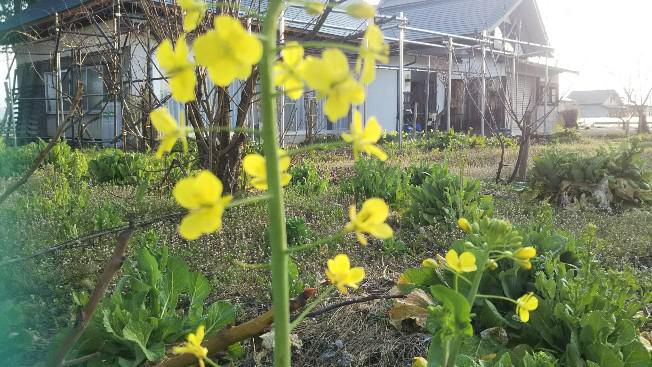 菜の花