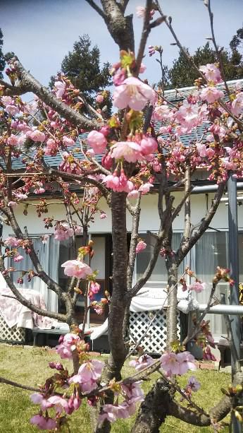 我が家の桜