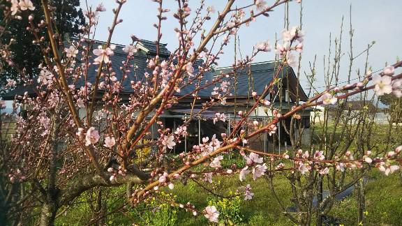 我が家の桃の花