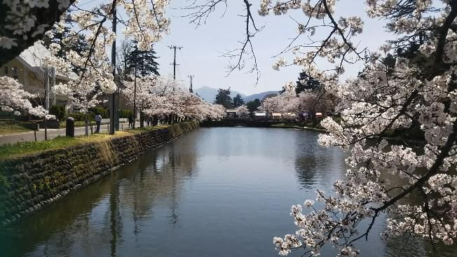 上杉公園桜