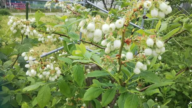 ブルーベリーの花