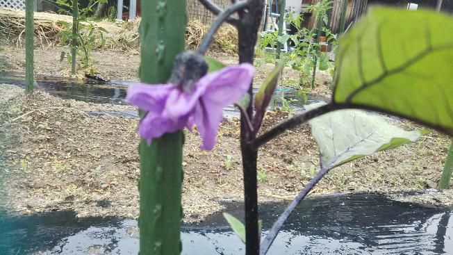 ナスの花