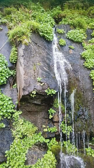 天元台の水源清掃
