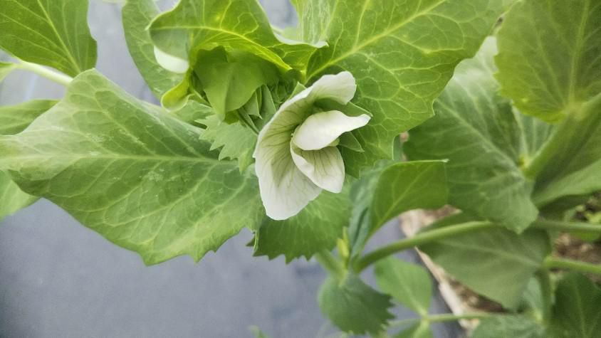 さやえんどうの花