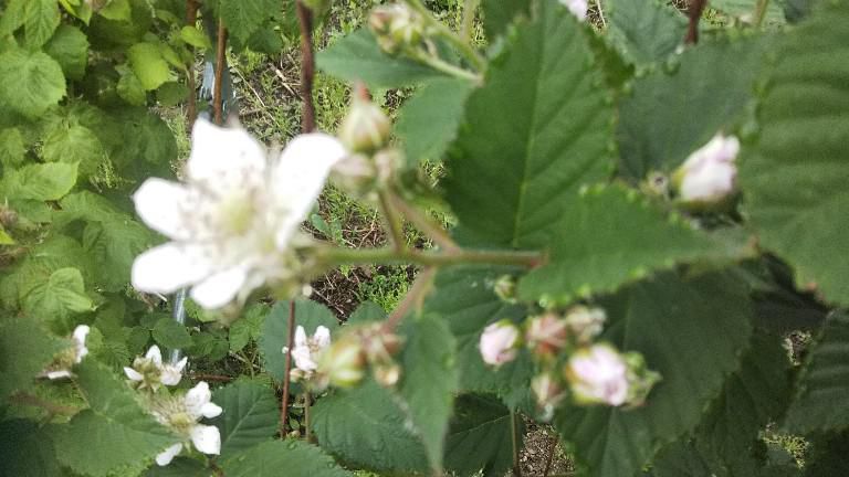 ブラックベリーの花
