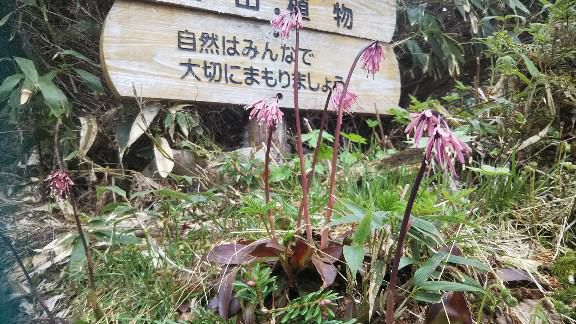 ショウジョウバカマ