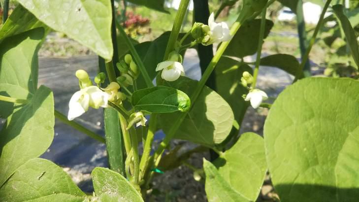 インゲンの花