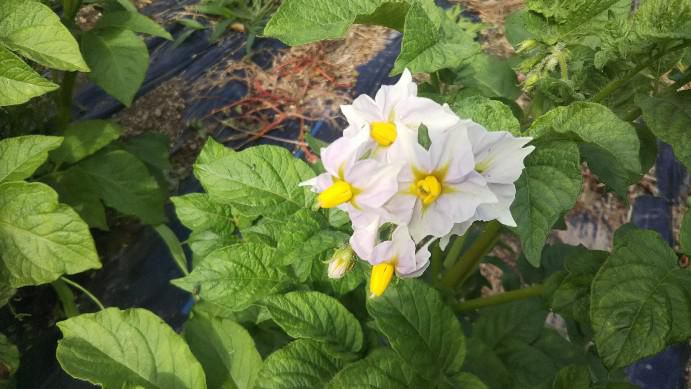 じゃが芋のはな