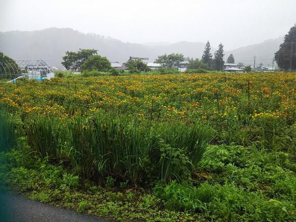 白鷹町紅花
