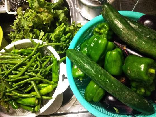 我が家の夏野菜