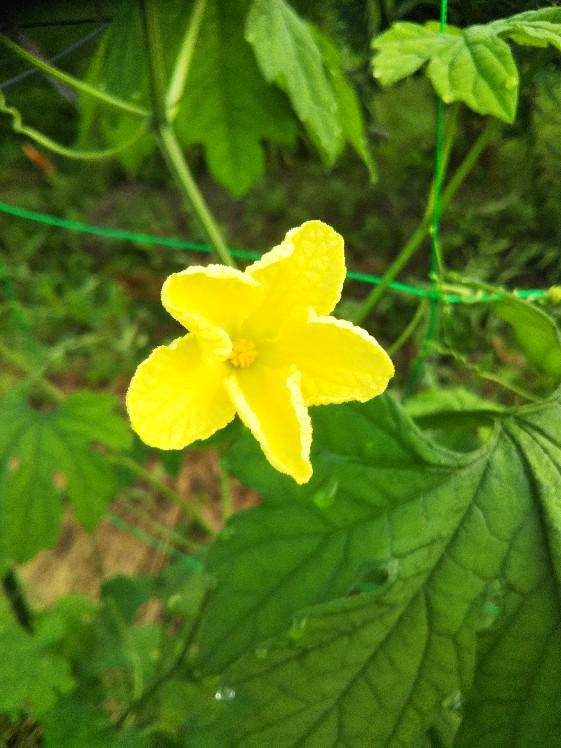 ゴーヤの花