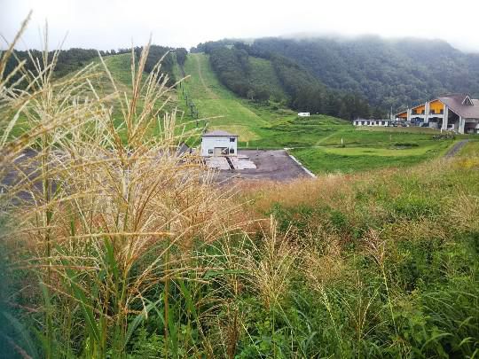 天元台高原ススキ