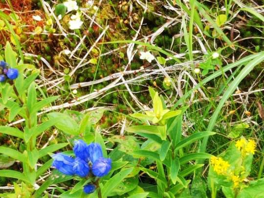 浄土平湿原秋の花