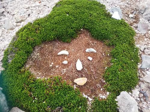 茶臼岳でみた顔