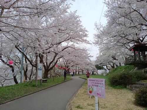 康寿桜