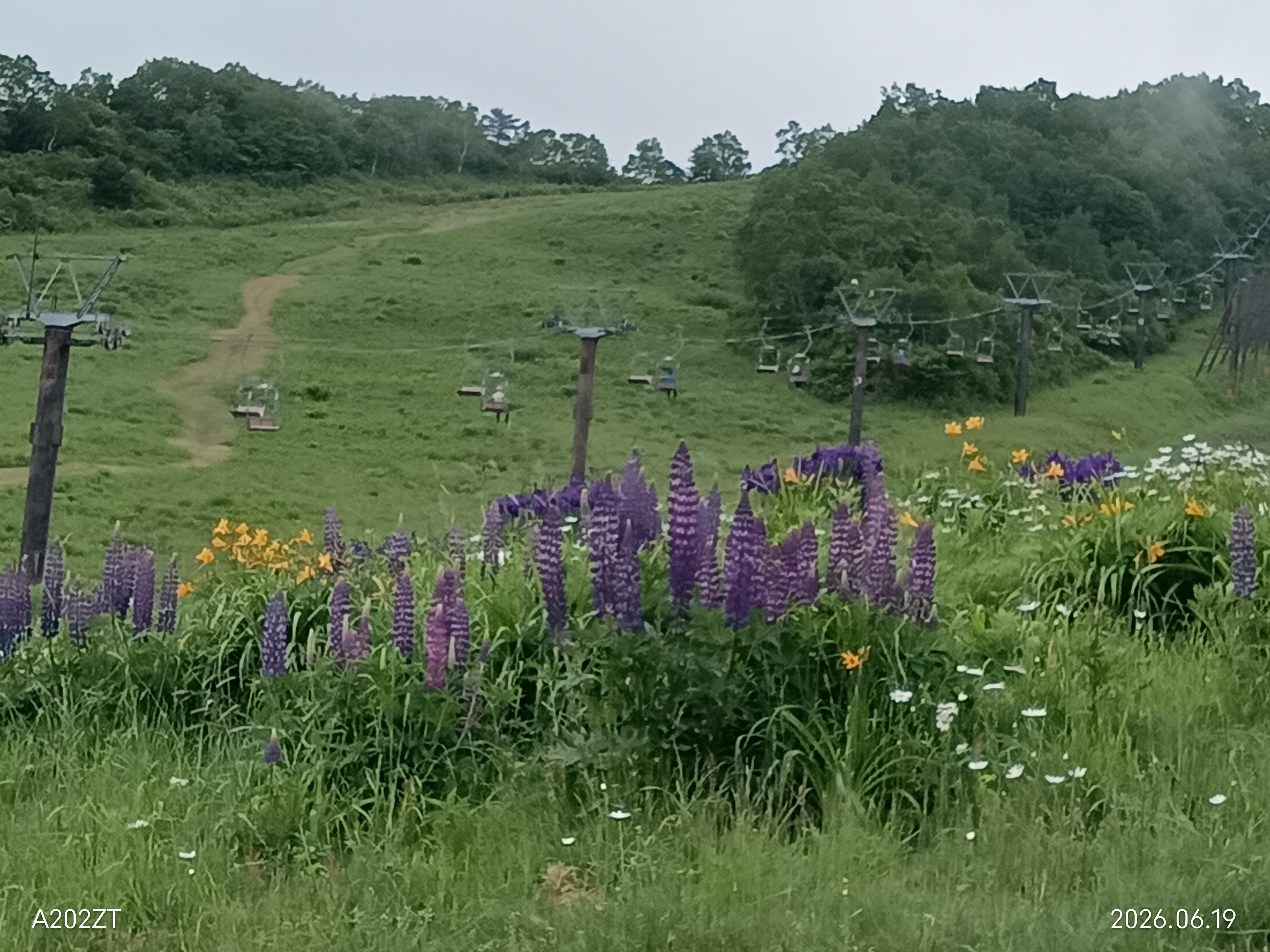 花畑(天元台高原)