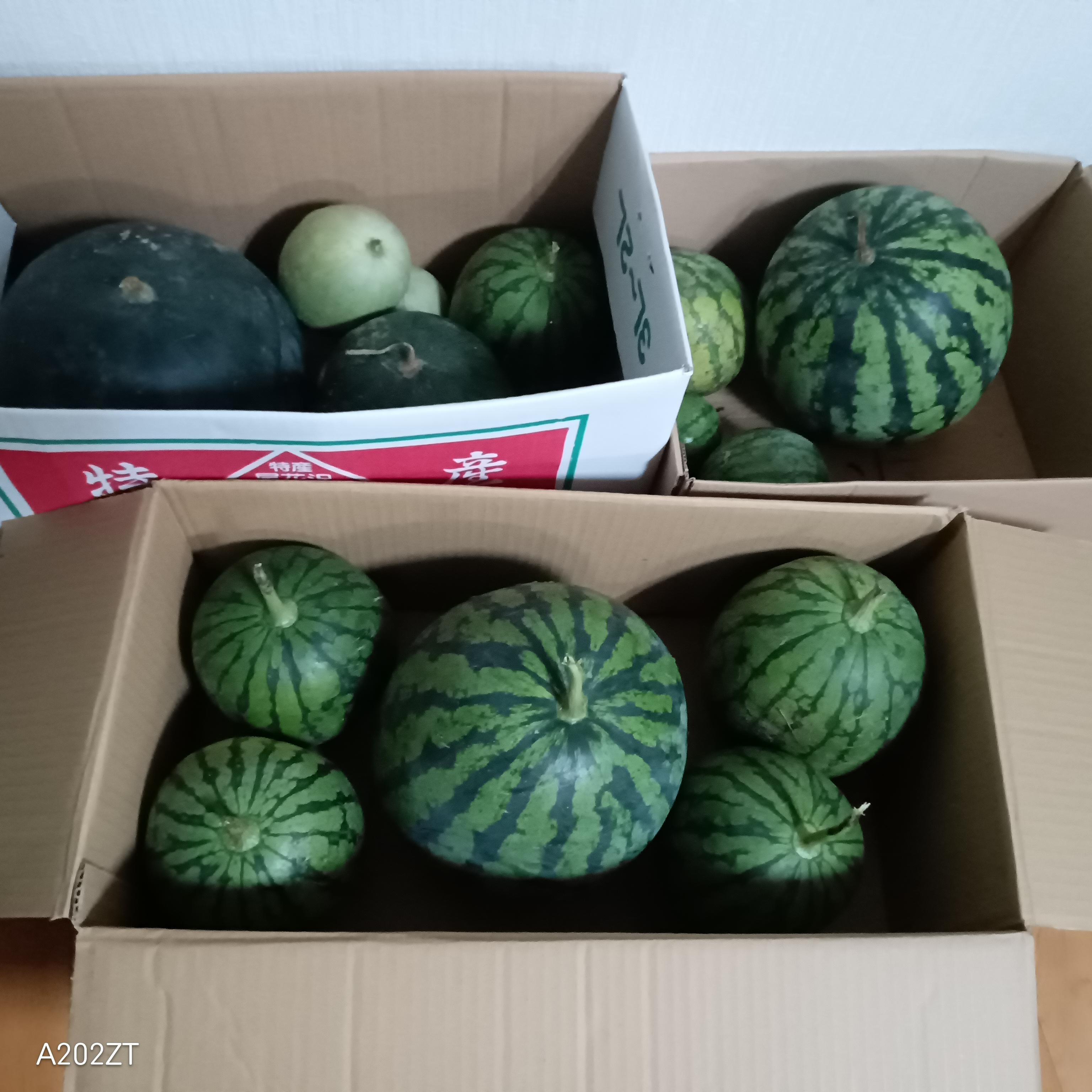 我が家の家庭菜園
