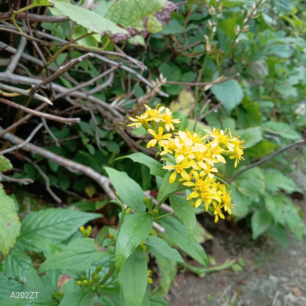 秋の麒麟草(箕輪山)