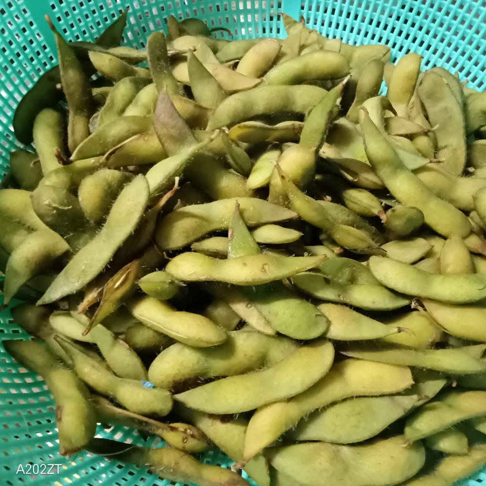 枝豆(頂き物)