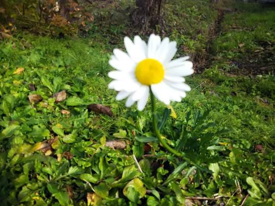 玄関先に花一凛