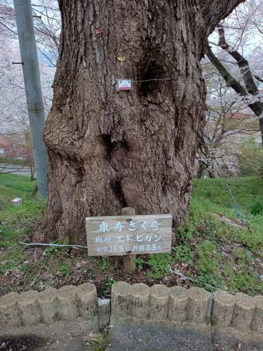 康寿桜