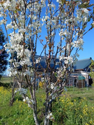 我が家の庭の花